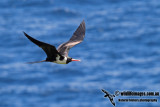 Christmas Island Frigatebird a9911.jpg