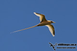 White-tailed Tropicbird a9950.jpg