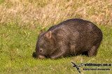 Common Wombat K3628.jpg