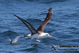 Laysan Albatross 2289.jpg