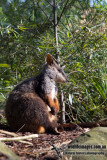 Brush-tailed Rock-Wallaby a3432.jpg