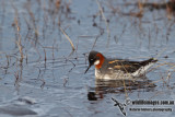 Red-necked Phalarope a5901.jpg