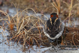 Red-necked Phalarope a5924.jpg