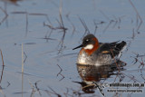 Red-necked Phalarope a5932.jpg