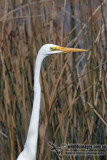 Great Egret 6652.jpg