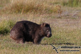 Common Wombat a7036.jpg