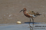 Curlew Sandpiper a2120.jpg