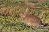 European Rabbit 7061.jpg