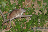 Brown Rat a6392.jpg