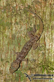 Crytodactylus sadleiri a9386.jpg