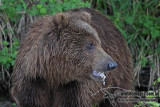 Brown Bear a3055.jpg