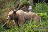 Brown Bear a8782.jpg