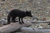 Arctic Fox a1937.jpg