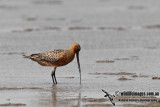 Bar-tailed Godwit a4015.jpg
