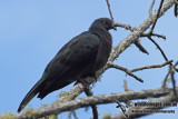 Christmas Island Imperial-Pigeon a0144.jpg