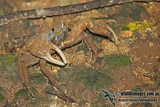 Christmas Island Blue Crab a0918.jpg