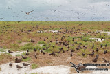 Ashmore Reef 9633.jpg