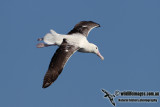 Southern Royal Albatross 8416.jpg
