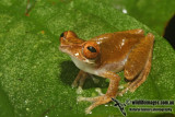 Rhacophorus cyanopunctatus 8755.jpg