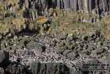 Erect-crested Penguin a9574.jpg