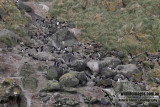 Erect-crested Penguin a9600.jpg