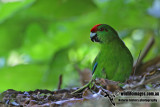 Tasman Parakeet 5788.jpg