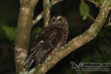 Norfolk Morepork 4967.jpg