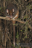 Common Ringtail Possum 5921.jpg