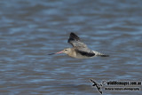 Bar-tailed Godwit a4701.jpg