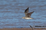 Grey-tailed Tattler a4707.jpg