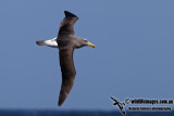 Chatham Island Albatross a9262.jpg