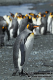 King Penguin a2646.jpg
