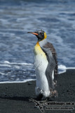 King Penguin a9719.jpg