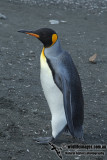 King Penguin a9858.jpg