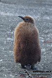 King Penguin a9869.jpg