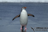 Royal Penguin a2705.jpg