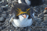 Royal Penguin a2891.jpg