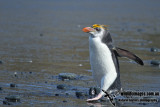 Royal Penguin a9778.jpg