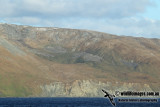 Macquarie Island a2292.jpg