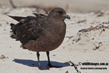 Southern Skua a1648.jpg