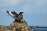 Southern Skua a2866.jpg