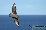 Southern Skua a2917.jpg