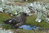 Southern Skua a9731.jpg