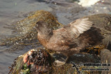 Campbell Island Teal a0802.jpg