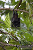 Christmas Island Flying-fox a1079.jpg