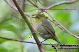 Slender-billed White-eye 3749.jpg