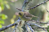 Slender-billed White-eye 5009.jpg