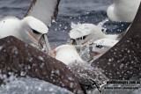 Shy Albatross 6099.jpg
