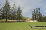 Norfolk Island 4191.jpg