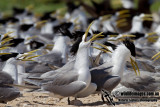 Crested Tern 0640.jpg